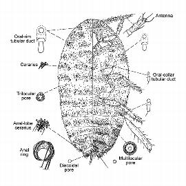   Delottococcus confusus  
 Illustration by Miller amp; Giliomee 